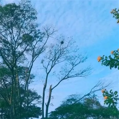 那年杏花微雨