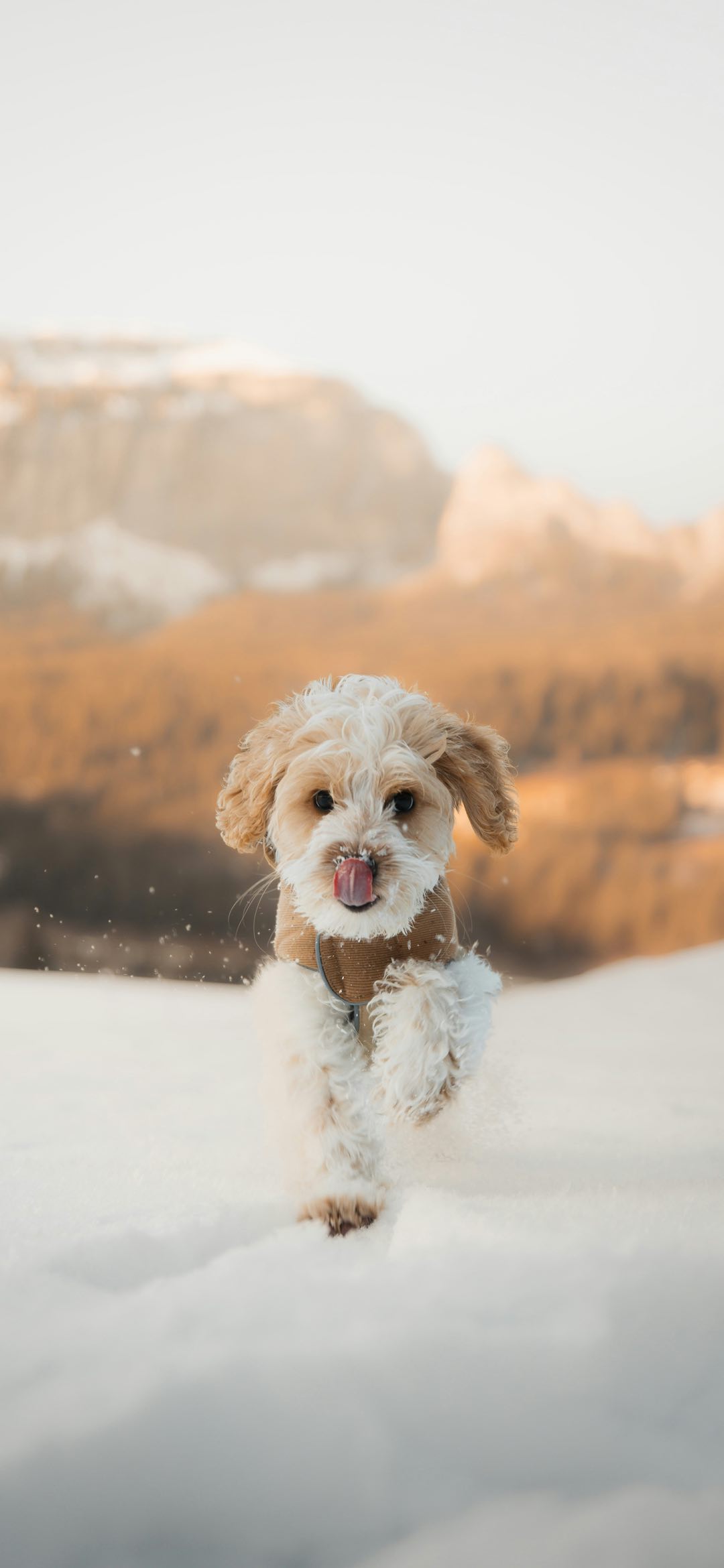 雪中嬉戏犬，踏浪寻欢乐。